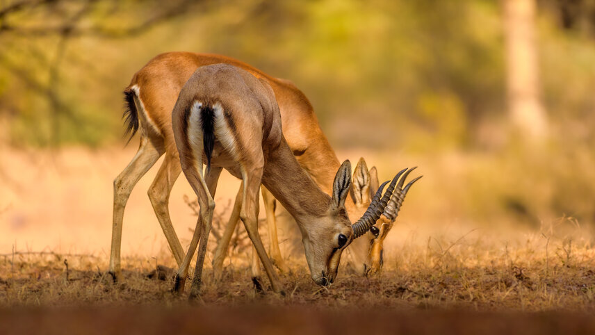 Rajasthan Highlights by Bike