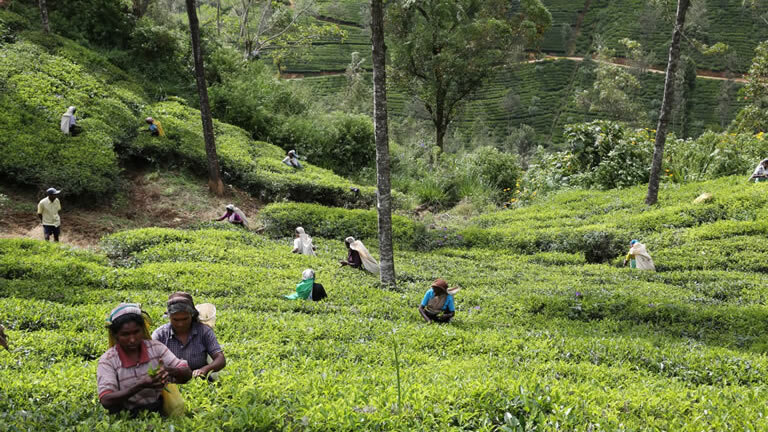 Cycle the Back Roads of Sri Lanka