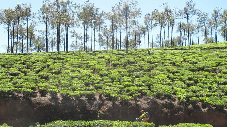 Southern India Coast to Coast Ride