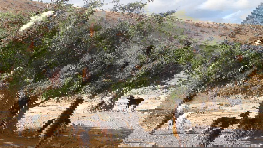 Cycle Morocco's Great South