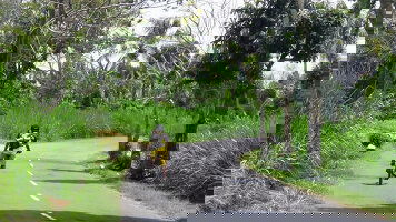 13 Day Cycling Indonesia's Islands (Exodus)