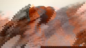 12 Day Cycle Namibia (Exodus)