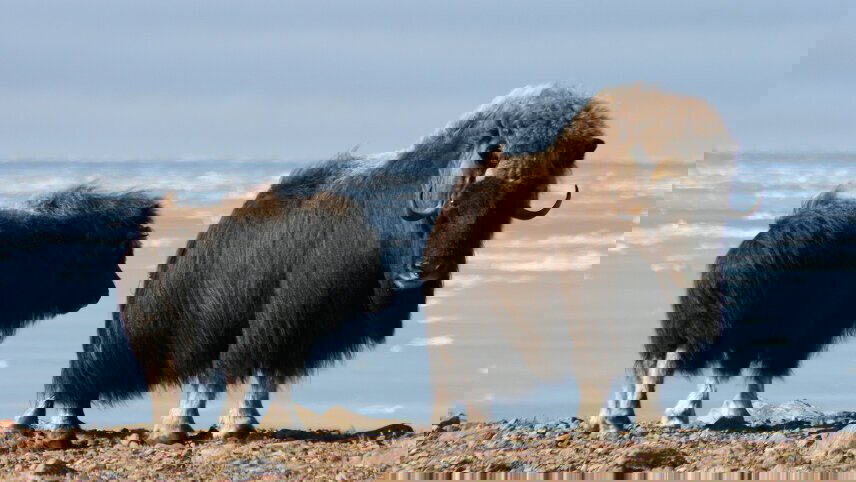 Northwest Passage: The Legendary Arctic Sea Route