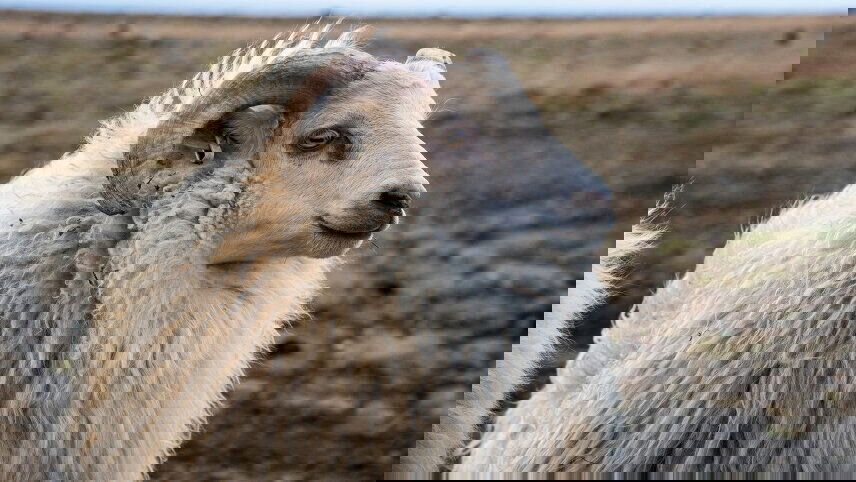 Iceland to Greenland: Mountains, Glaciers & the Westfjords