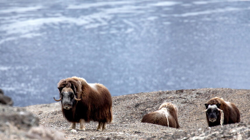 Iceland to Greenland: Total Solar Eclipse