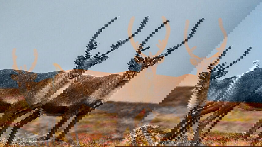 Greenland to Newfoundland: Mountains, Wildlife & Viking History