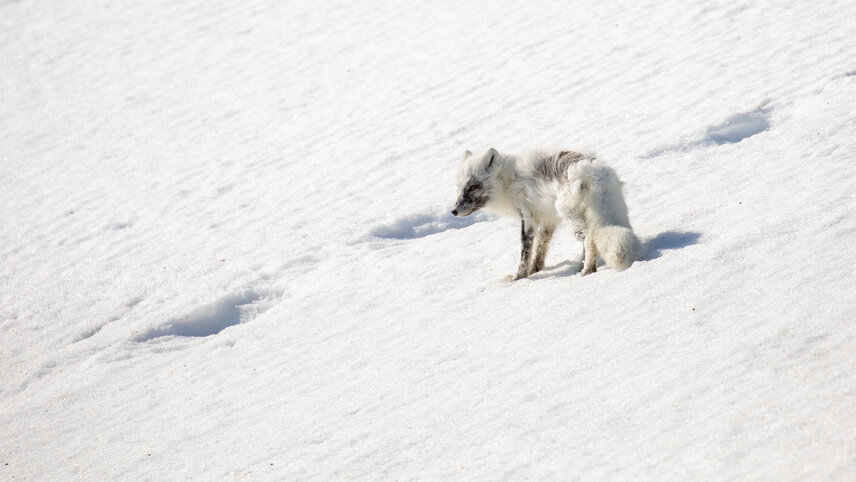 Svalbard in Spring: Sea Ice, Pristine Snow & Wildlife