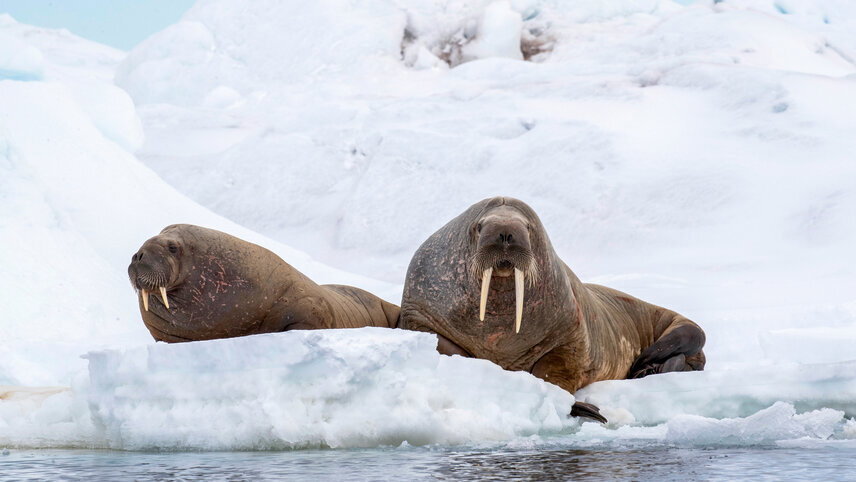 Svalbard in Spring: Sea Ice, Pristine Snow & Wildlife