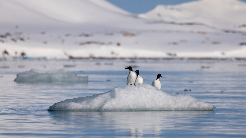 Svalbard in Spring: Sea Ice, Pristine Snow & Wildlife