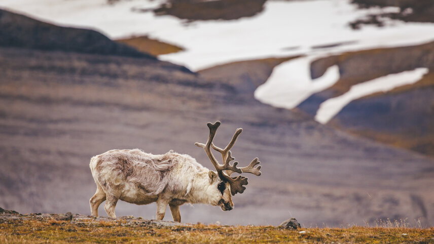 Svalbard in Summer: Tundra, Whales & Wildlife