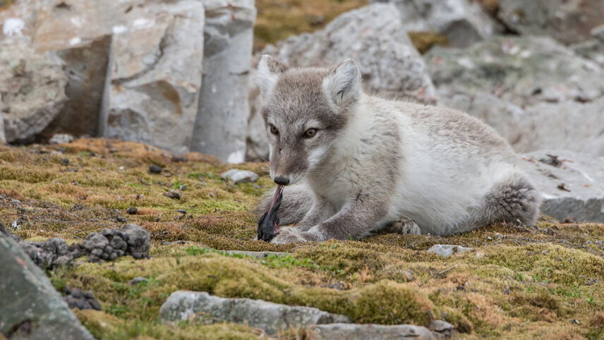 Svalbard in Summer: Tundra, Whales & Wildlife