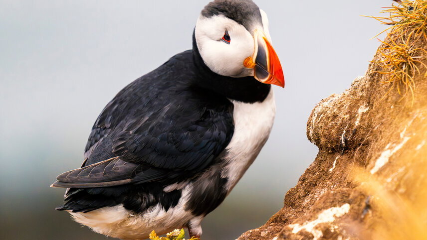 Iceland Circumnavigation: Mountains, Volcanoes & Waterfalls