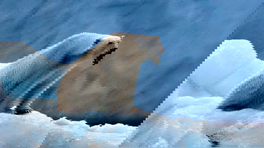 Svalbard Explorer: Best of High Arctic Norway