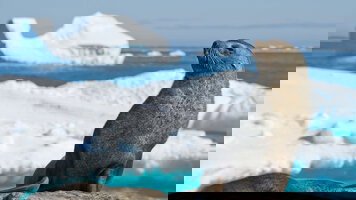 14 Day Antarctica by Helicopter: Crossing the Circle & the Peninsula (Exodus)