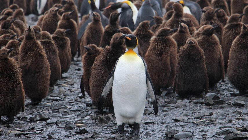 Epic Antarctica: Falklands, South Georgia & Antarctic Circle Crossing ...