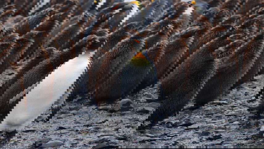 Epic Antarctica: Falklands, South Georgia & Antarctic Circle Crossing via Buenos Aires