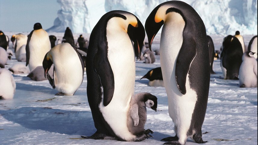 Emperor Penguin Quest: Expedition to Snow Hill