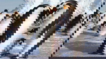 14 Day Emperor Penguin Quest: Expedition to Snow Hill (Exodus)