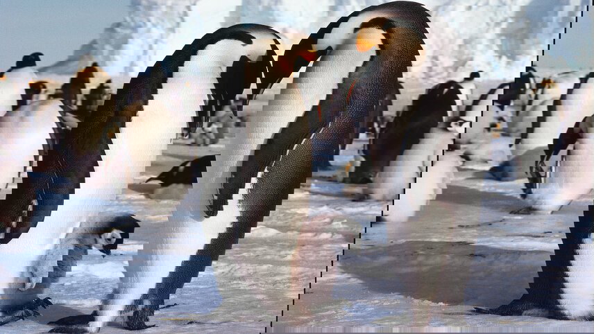 Emperor Penguin Quest: Expedition to Snow Hill