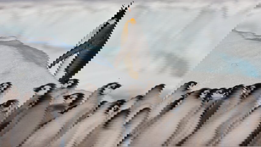 Emperor Penguin Quest: Expedition to Snow Hill