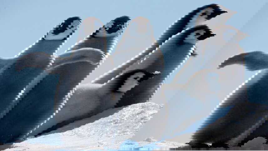 Emperor Penguin Quest: Expedition to Snow Hill