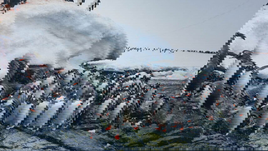 Antarctic Express: Cruise South, Fly North