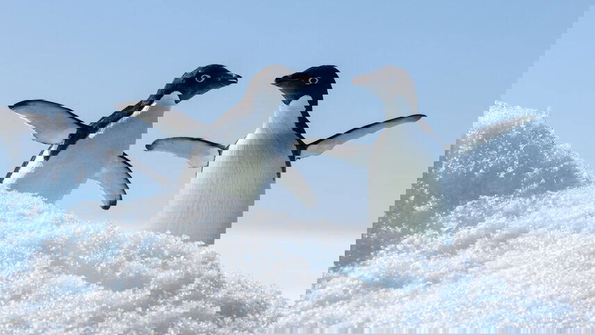 Antarctic Express: Fly South, Cruise North