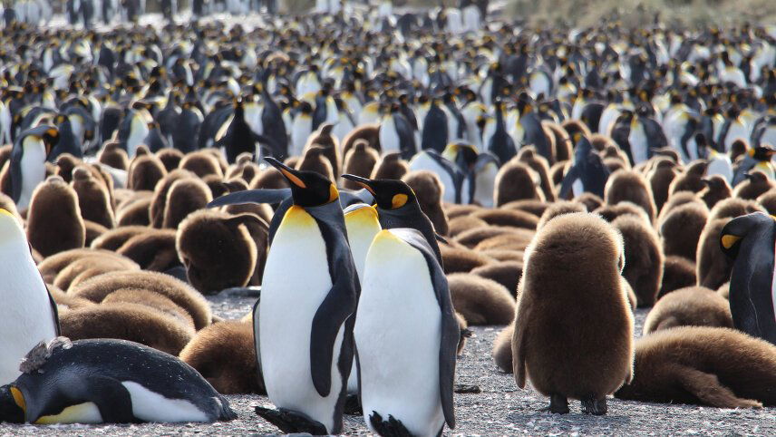 Falklands, South Georgia & Antarctica: Explorers & Kings