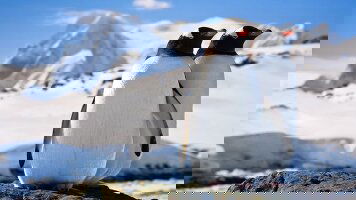 8 Day Antarctic Express: Fly the Drake (Exodus)