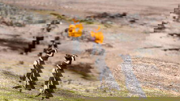 20 Day Penguins of the Far South: Falklands, South Georgia & Antarctica (Exodus)