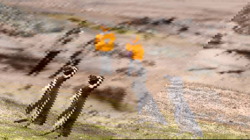 Penguins of the Far South: Falklands, South Georgia & Antarctica