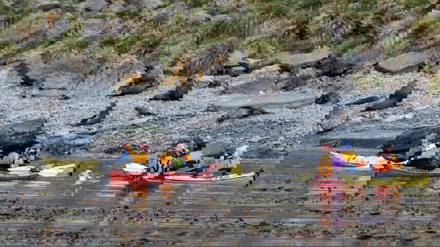 Penguins of the Far South: Falklands, South Georgia & Antarctica