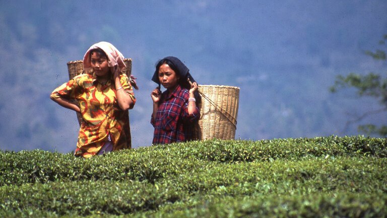 Darjeeling, Sikkim & the Singalila Ridge