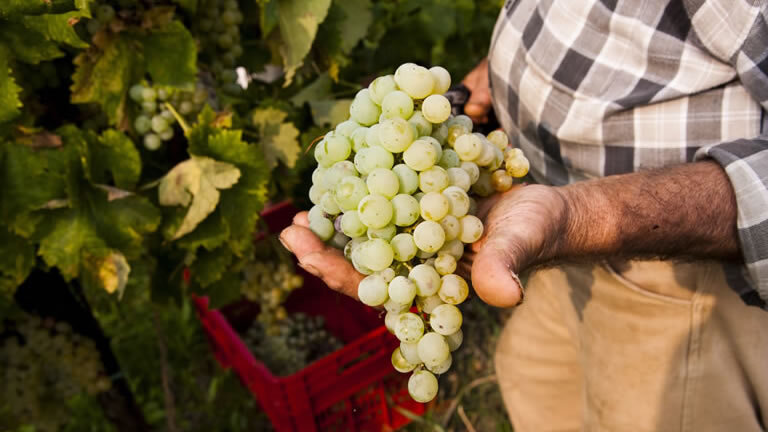 Walk The Prosecco Hills & Hidden Venice