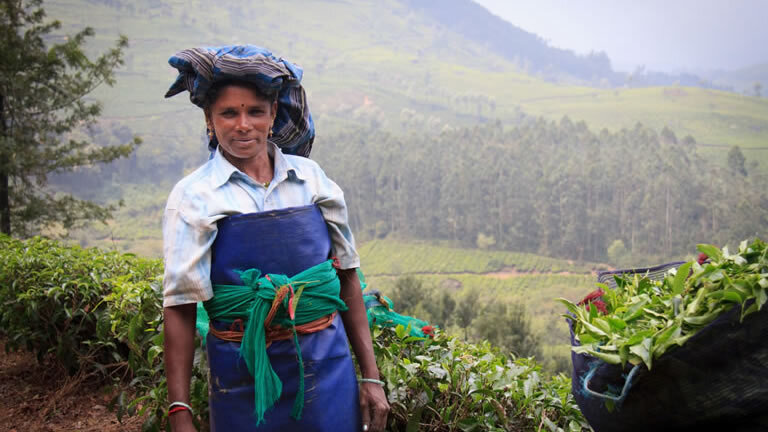 Spice Trails of Kerala