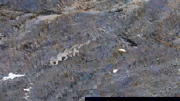 14 Day Search for Snow Leopards with Valerie Parkinson (Exodus)