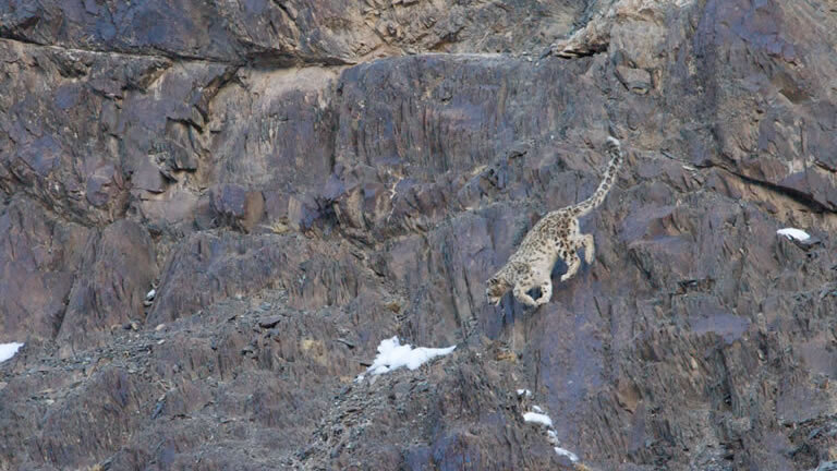 Search for Snow Leopards with Valerie Parkinson