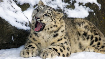 14 Day Search for Snow Leopards with Valerie Parkinson (Exodus)