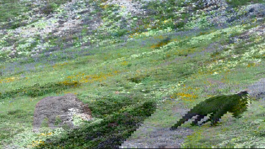 Italian Apennines: Walks & Wildlife