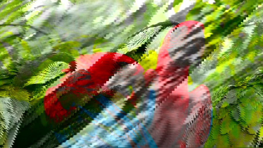 Inca Trail & the Amazon Rainforest