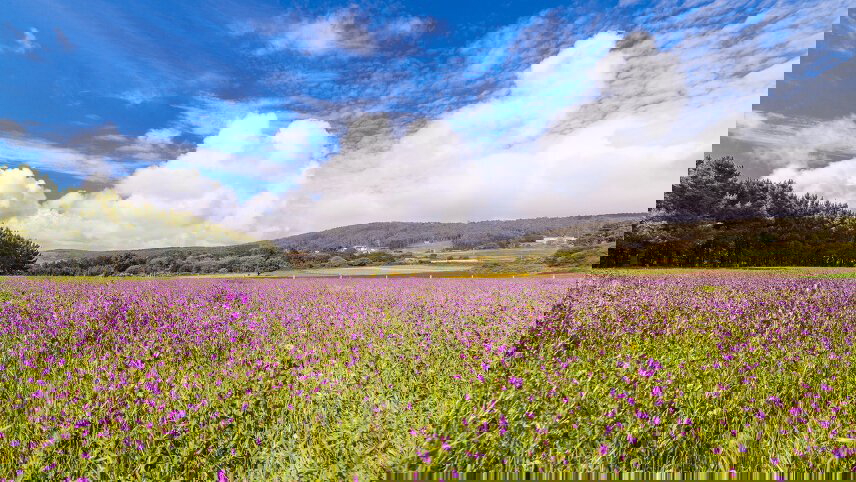 Trekking the Camino de Santiago