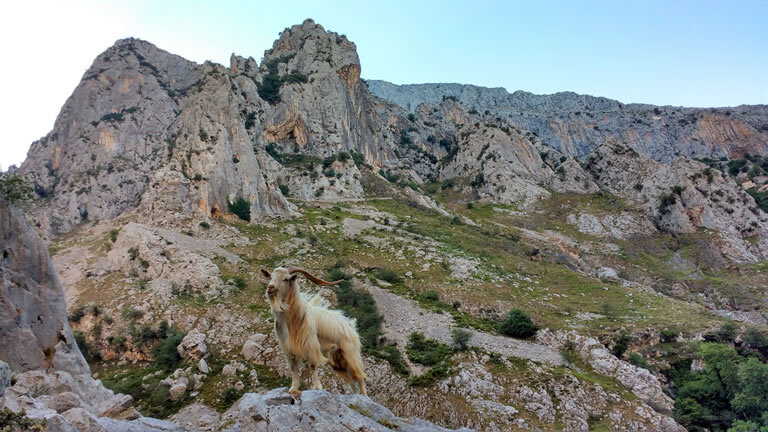 Walking the Picos de Europa
