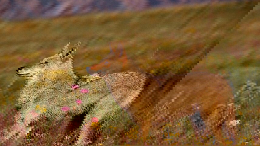 Yellowstone Walks & Wildlife