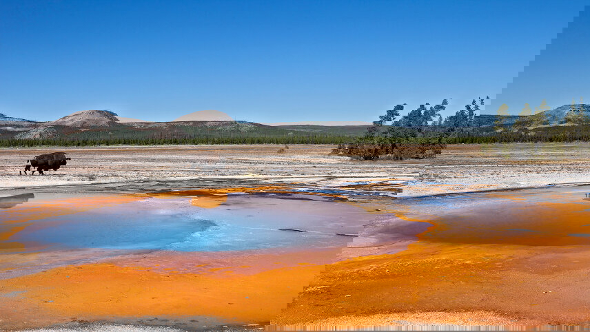 Yellowstone Walks & Wildlife