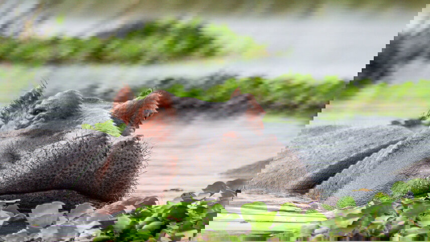 South Africa: Walking & Wildlife