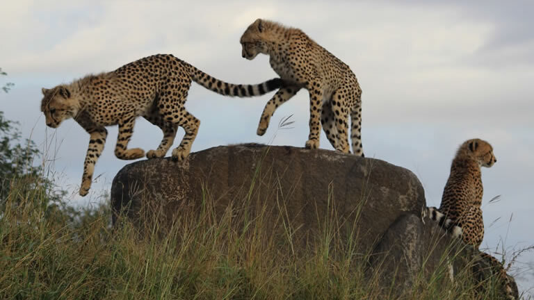 South Africa: Walking & Wildlife