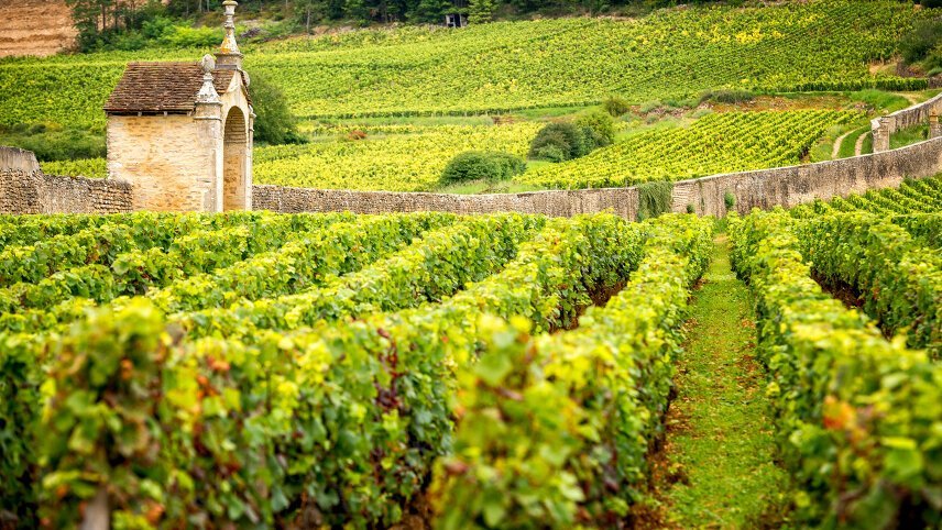 Gourmet Walking in Burgundy's Vineyards