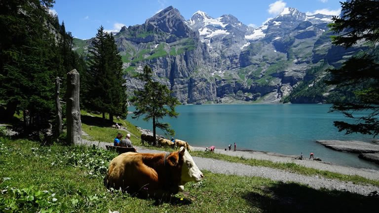Classic Swiss Alps Walk