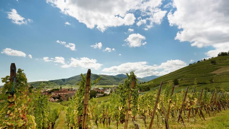 Villages & Vineyards of Alsace