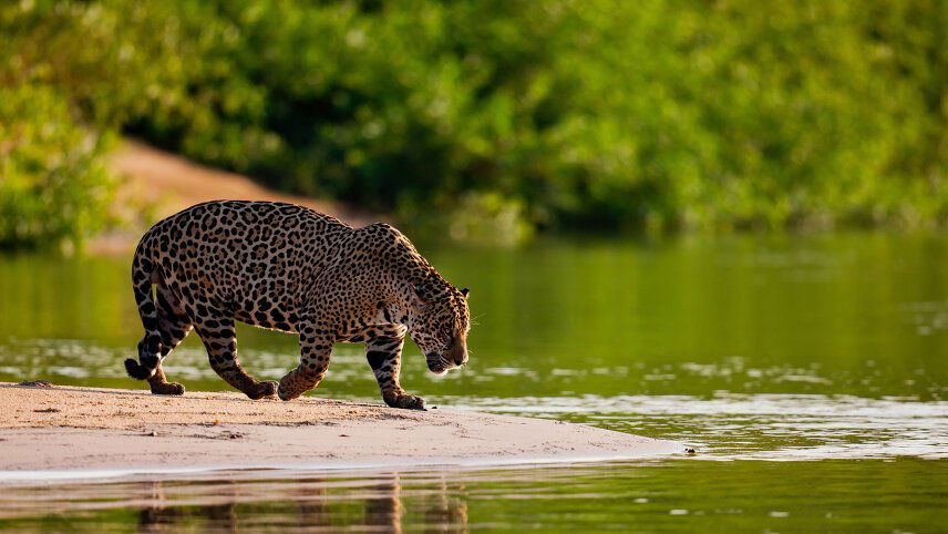 Land of the Jaguar Photographic Safari with Paul Goldstein